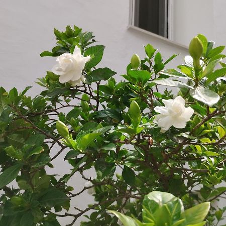 Η Ελπίδα Και Η Γιάννα Ξεκίνησαν Ένα Χώρο Cute Apartment Volos Bagian luar foto